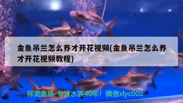 金魚吊蘭怎么養(yǎng)才開花視頻(金魚吊蘭怎么養(yǎng)才開花視頻教程) 觀賞魚