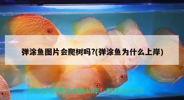 彈涂魚圖片會爬樹嗎?(彈涂魚為什么上岸) 觀賞魚