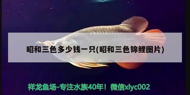 昭和三色多少錢一只(昭和三色錦鯉圖片) 三色錦鯉魚