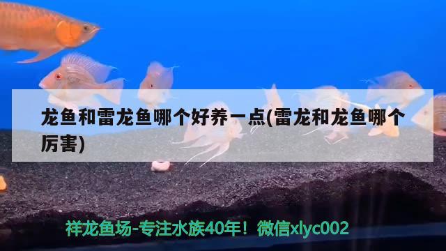 龍魚和雷龍魚哪個好養(yǎng)一點(diǎn)(雷龍和龍魚哪個厲害)