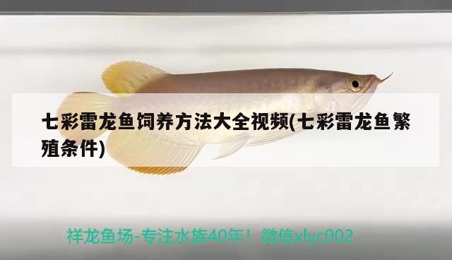 七彩雷龍魚飼養(yǎng)方法大全視頻(七彩雷龍魚繁殖條件)