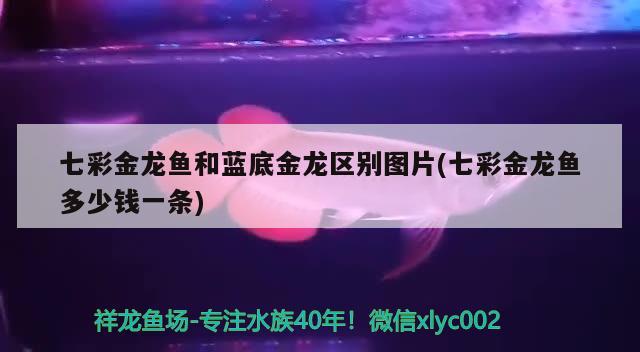 七彩金龍魚和藍(lán)底金龍區(qū)別圖片(七彩金龍魚多少錢一條) 白化巴西龜（白巴）