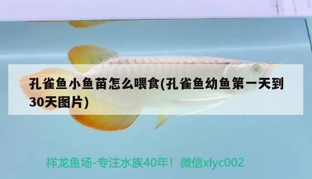 孔雀魚(yú)小魚(yú)苗怎么喂食(孔雀魚(yú)幼魚(yú)第一天到30天圖片)