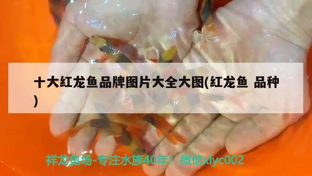 十大紅龍魚品牌圖片大全大圖(紅龍魚品種) 金龍魚糧