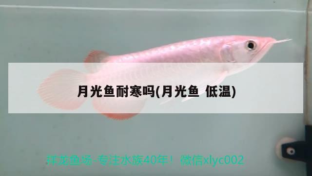 月光魚耐寒嗎(月光魚低溫) 觀賞魚