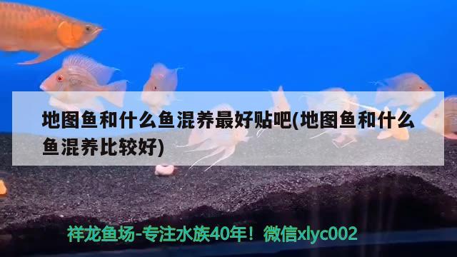 地圖魚和什么魚混養(yǎng)最好貼吧(地圖魚和什么魚混養(yǎng)比較好)