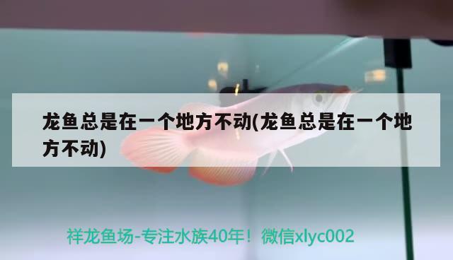 龍魚總是在一個(gè)地方不動(dòng)(龍魚總是在一個(gè)地方不動(dòng))