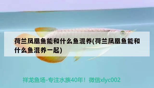 荷蘭鳳凰魚(yú)能和什么魚(yú)混養(yǎng)(荷蘭鳳凰魚(yú)能和什么魚(yú)混養(yǎng)一起) 觀賞魚(yú)