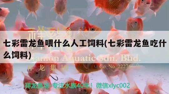 七彩雷龍魚喂什么人工飼料(七彩雷龍魚吃什么飼料)