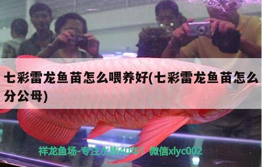 七彩雷龍魚苗怎么喂養(yǎng)好(七彩雷龍魚苗怎么分公母)