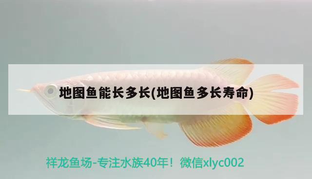 地圖魚能長多長(地圖魚多長壽命) 觀賞魚 第2張