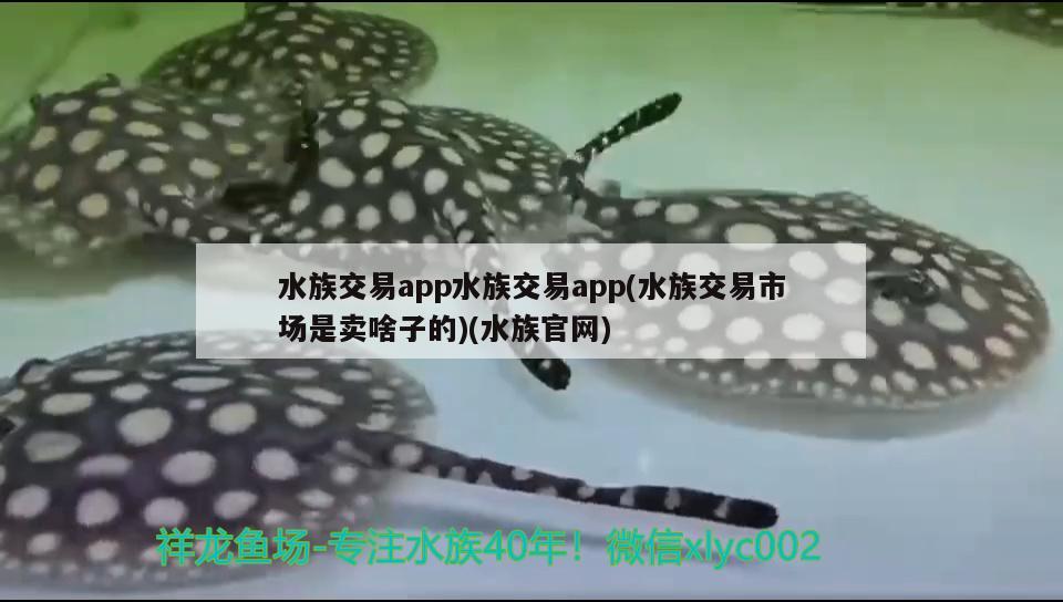 水族交易app水族交易app(水族交易市場(chǎng)是賣(mài)啥子的)(水族官網(wǎng)) 黃金河虎魚(yú)