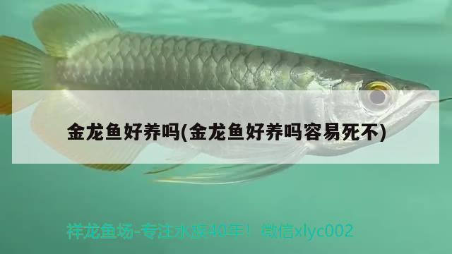 金龍魚(yú)好養(yǎng)嗎(金龍魚(yú)好養(yǎng)嗎容易死不)