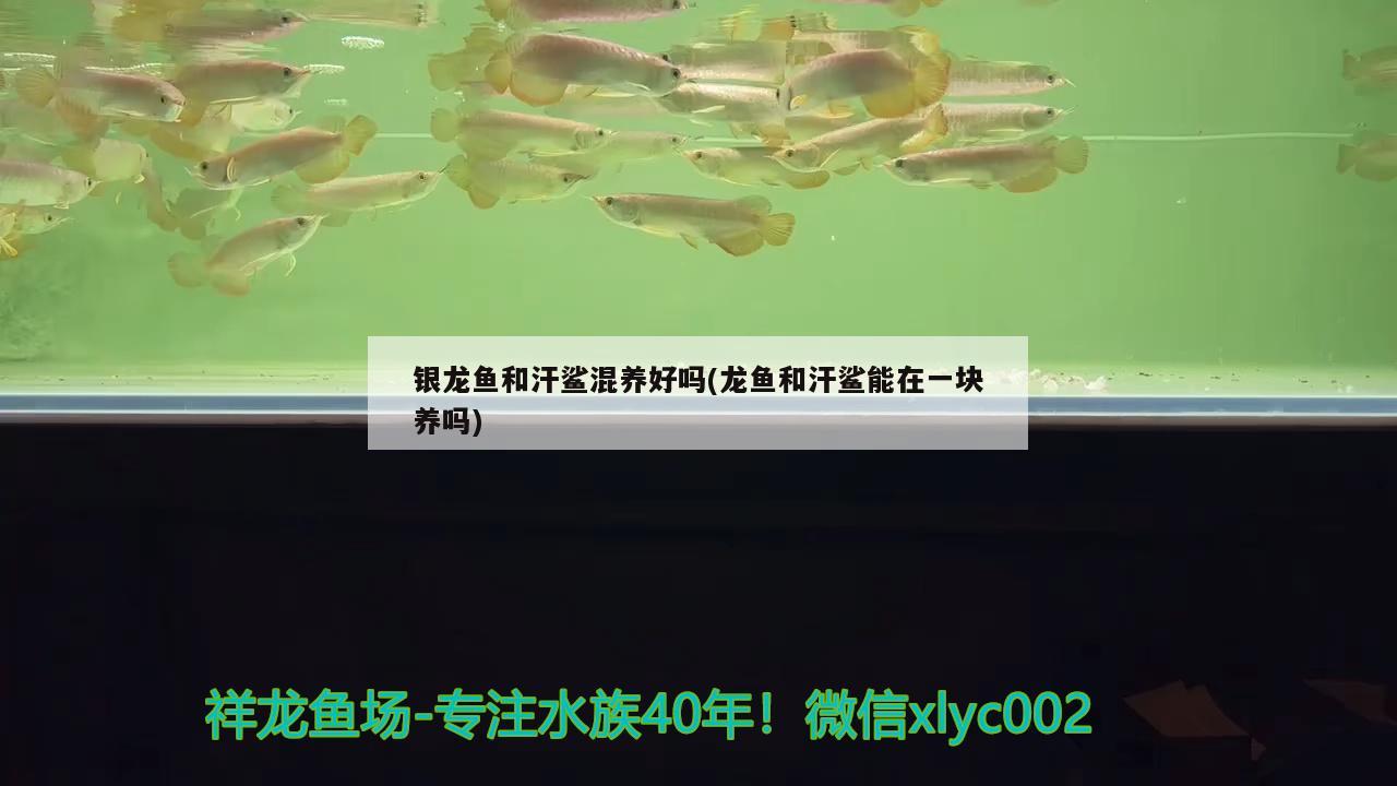 銀龍魚和汗鯊混養(yǎng)好嗎(龍魚和汗鯊能在一塊養(yǎng)嗎)