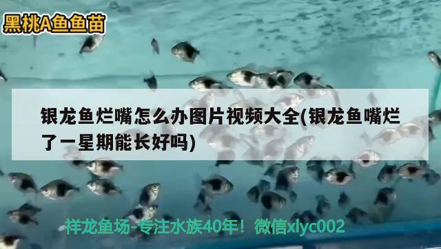 銀龍魚爛嘴怎么辦圖片視頻大全(銀龍魚嘴爛了一星期能長好嗎) 銀龍魚百科