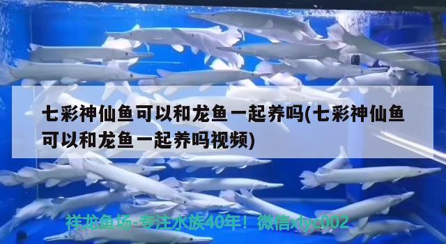 七彩神仙魚(yú)可以和龍魚(yú)一起養(yǎng)嗎(七彩神仙魚(yú)可以和龍魚(yú)一起養(yǎng)嗎視頻)