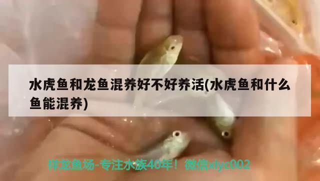 水虎魚和龍魚混養(yǎng)好不好養(yǎng)活(水虎魚和什么魚能混養(yǎng)) 食人魚（水虎）