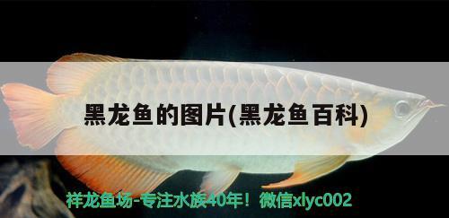 黑龍魚(yú)的圖片(黑龍魚(yú)百科) 觀賞魚(yú)