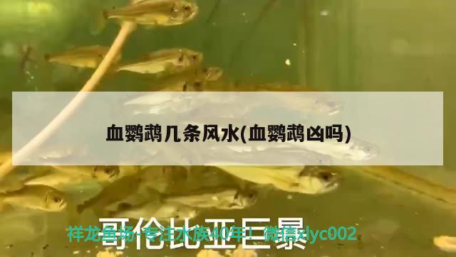 血鸚鵡幾條風水(血鸚鵡兇嗎) 鸚鵡魚