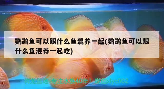 鸚鵡魚可以跟什么魚混養(yǎng)一起(鸚鵡魚可以跟什么魚混養(yǎng)一起吃)