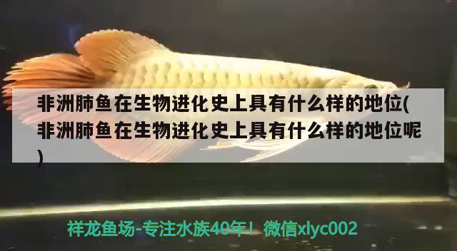 非洲肺魚在生物進(jìn)化史上具有什么樣的地位(非洲肺魚在生物進(jìn)化史上具有什么樣的地位呢)