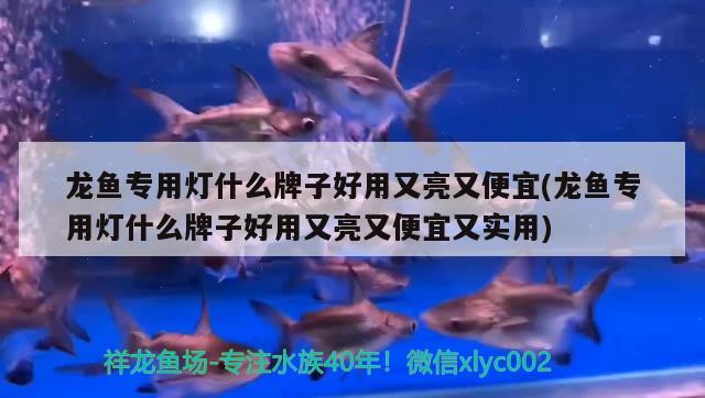 龍魚專用燈什么牌子好用又亮又便宜(龍魚專用燈什么牌子好用又亮又便宜又實(shí)用)