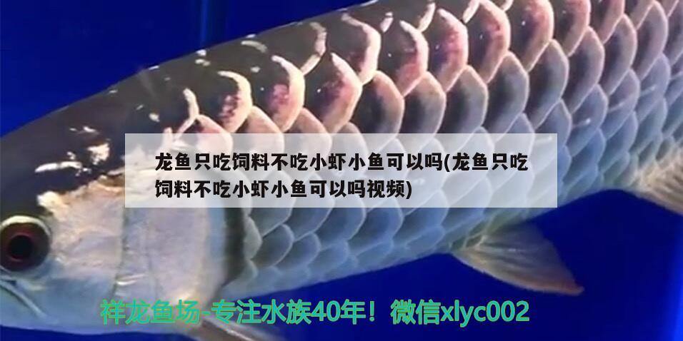 龍魚只吃飼料不吃小蝦小魚可以嗎(龍魚只吃飼料不吃小蝦小魚可以嗎視頻)