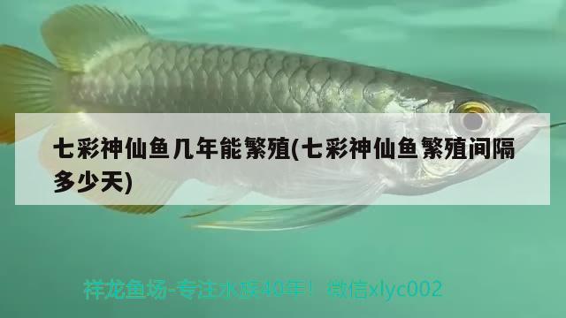 七彩神仙魚幾年能繁殖(七彩神仙魚繁殖間隔多少天)