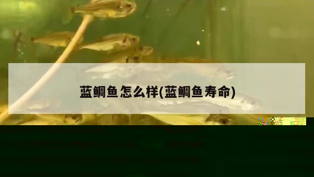 黑白公子小丑魚(黑白相間的小丑魚) 海水魚