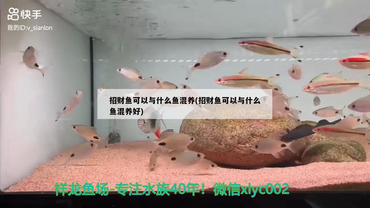 招財(cái)魚可以與什么魚混養(yǎng)(招財(cái)魚可以與什么魚混養(yǎng)好)