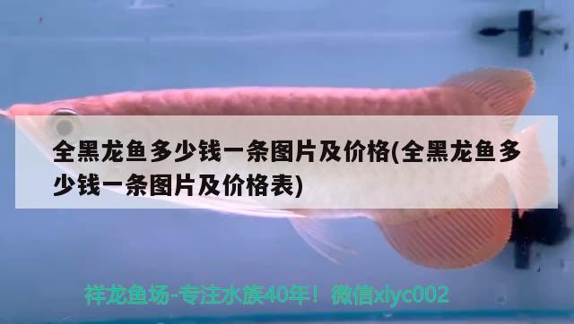 全黑龍魚多少錢一條圖片及價(jià)格(全黑龍魚多少錢一條圖片及價(jià)格表)