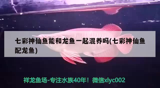 七彩神仙魚能和龍魚一起混養(yǎng)嗎(七彩神仙魚配龍魚)