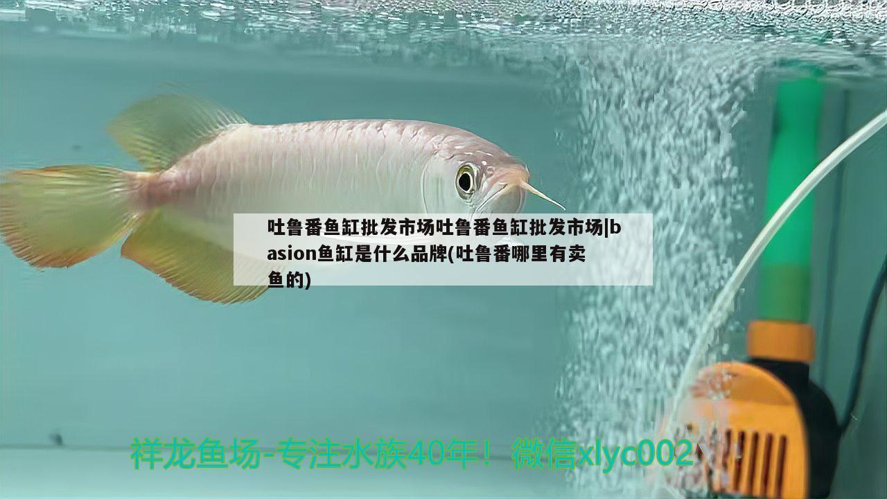 吐魯番魚缸批發(fā)市場吐魯番魚缸批發(fā)市場|basion魚缸是什么品牌(吐魯番哪里有賣魚的)