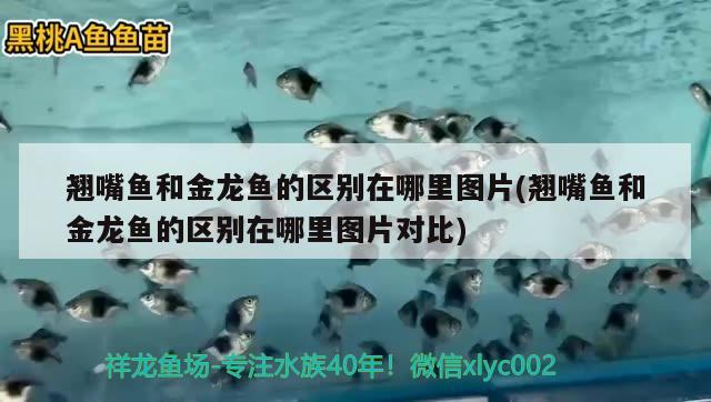 翹嘴魚和金龍魚的區(qū)別在哪里圖片(翹嘴魚和金龍魚的區(qū)別在哪里圖片對比) 肥料