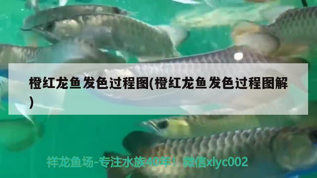 橙紅龍魚(yú)發(fā)色過(guò)程圖(橙紅龍魚(yú)發(fā)色過(guò)程圖解) 觀賞魚(yú)