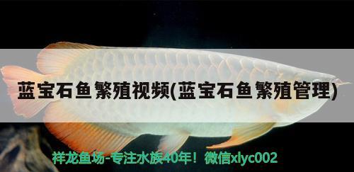 藍寶石魚繁殖視頻(藍寶石魚繁殖管理)