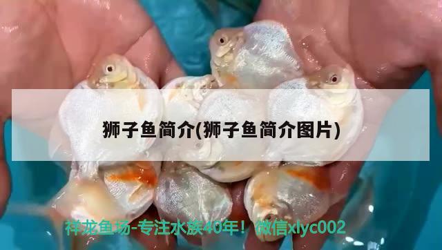 獅子魚簡介(獅子魚簡介圖片) 觀賞魚