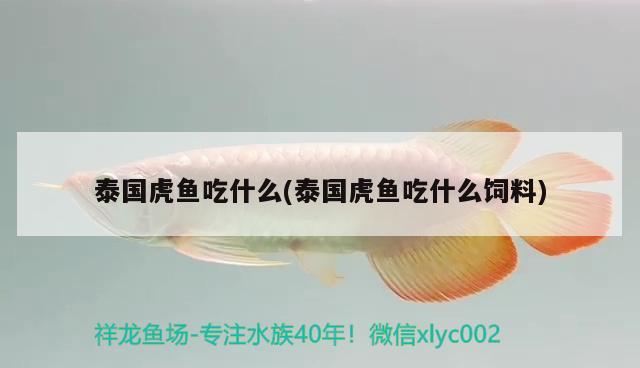 泰國虎魚吃什么(泰國虎魚吃什么飼料) 虎魚百科