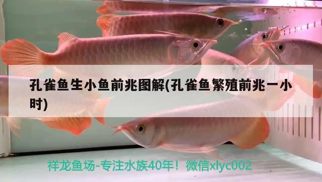 孔雀魚生小魚前兆圖解(孔雀魚繁殖前兆一小時(shí)) 觀賞魚