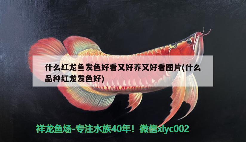 什么紅龍魚發(fā)色好看又好養(yǎng)又好看圖片(什么品種紅龍發(fā)色好)