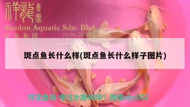 斑點(diǎn)魚長什么樣(斑點(diǎn)魚長什么樣子圖片)