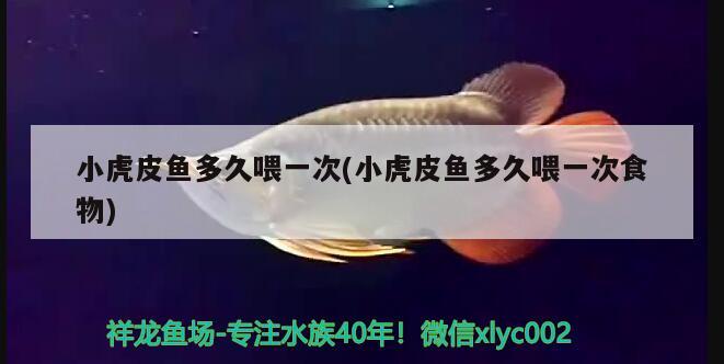 小虎皮魚多久喂一次(小虎皮魚多久喂一次食物) 觀賞魚