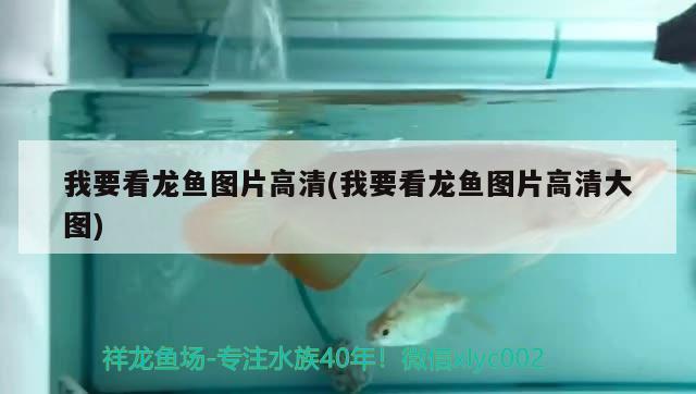 我要看龍魚圖片高清(我要看龍魚圖片高清大圖)