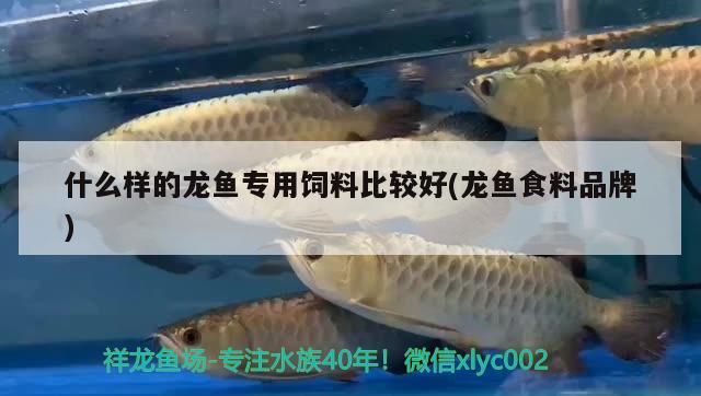 什么樣的龍魚專用飼料比較好(龍魚食料品牌) 月光鴨嘴魚