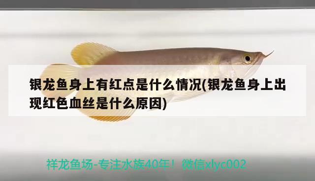 銀龍魚身上有紅點是什么情況(銀龍魚身上出現(xiàn)紅色血絲是什么原因) 銀龍魚百科