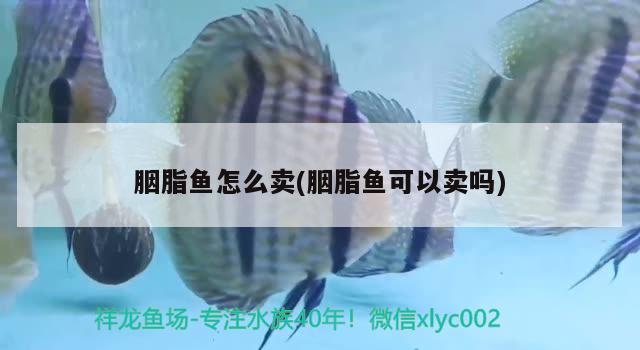 胭脂魚怎么賣(胭脂魚可以賣嗎) 觀賞魚