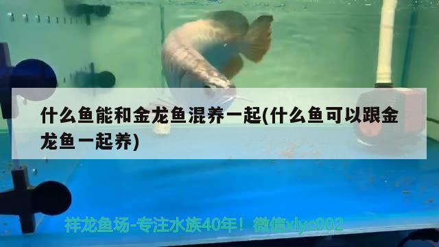 什么魚能和金龍魚混養(yǎng)一起(什么魚可以跟金龍魚一起養(yǎng))