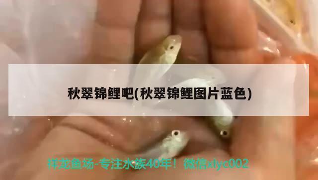 秋翠錦鯉吧(秋翠錦鯉圖片藍色) 觀賞魚