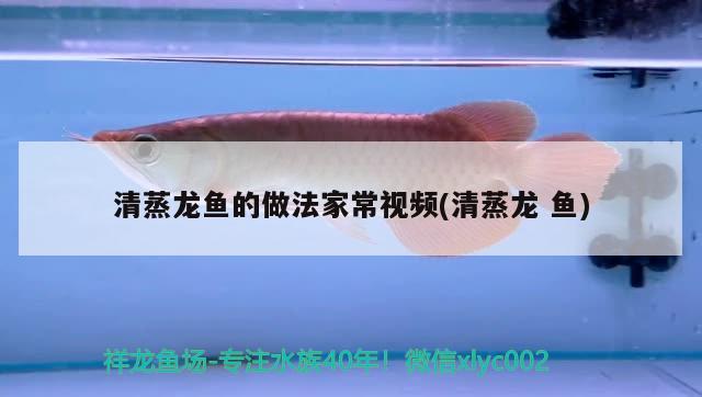 清蒸龍魚(yú)的做法家常視頻(清蒸龍魚(yú))