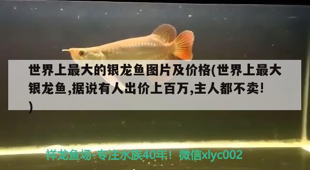 世界上最大的銀龍魚圖片及價格(世界上最大銀龍魚,據(jù)說有人出價上百萬,主人都不賣!)